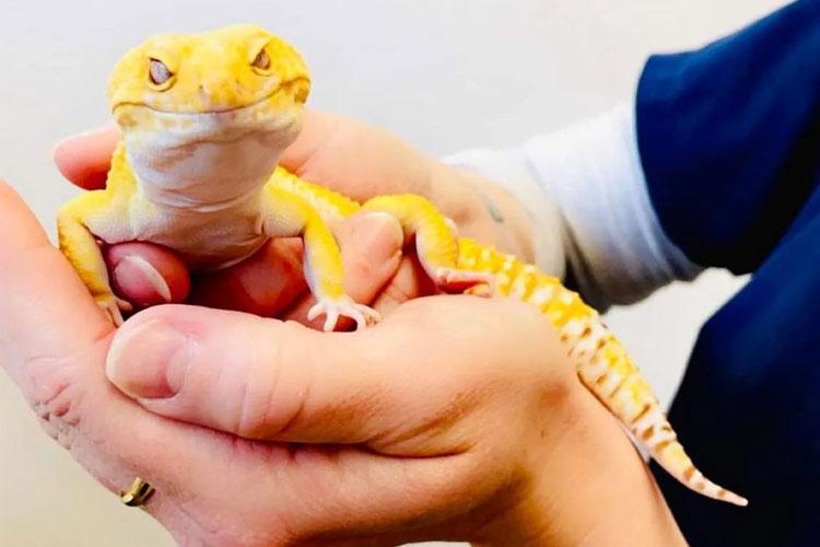 En person holder en gul leopardgecko i hånden, med et vennlig uttrykk og en lys bakgrunn.