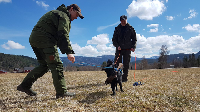 To personer trener en svart hund på en åpen eng med fjell i bakgrunnen. Solfylt dag med skyer.