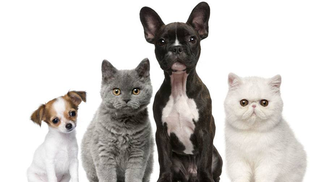 En liten chihuahua, en grå katt, en fransk bulldog og en hvit perserkatt står sammen på en hvit bakgrunn.
