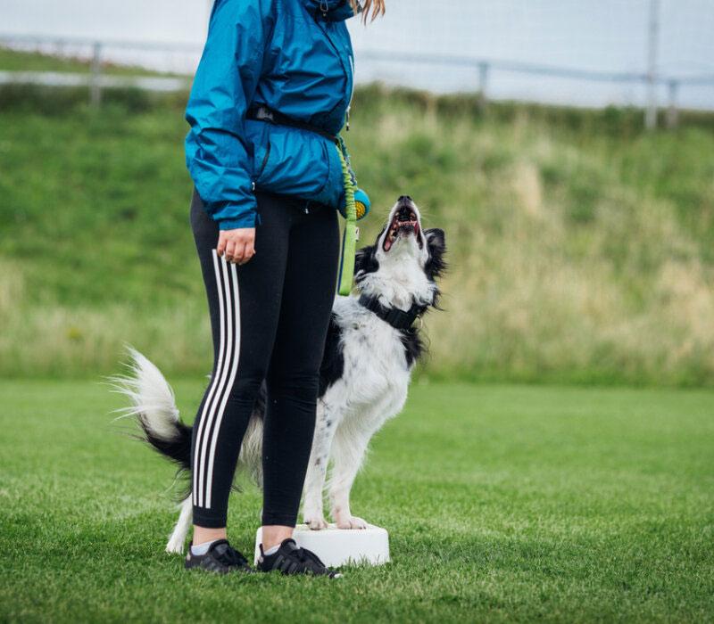 En person står på en plattform med en border collie som ser opp mot dem på en grønn gressbane.