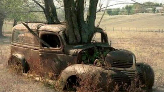 En gammel rusten bil med et tre som vokser gjennom motorrommet, omgitt av høyt gress og busker.