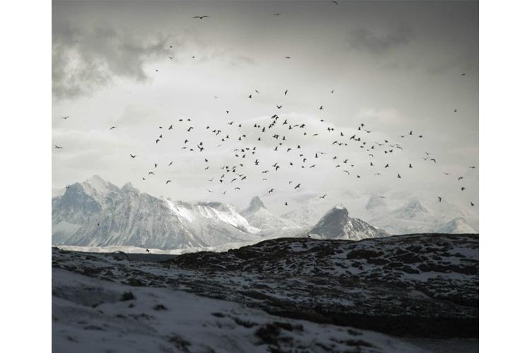 Flock av fugler som flyr over snødekte fjell i en dramatisk, grå himmel.