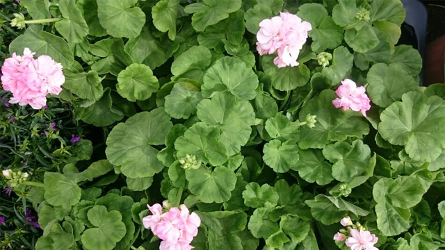 Rosa pelargoniaer med grønne blader i en hage, med flere blomster i full blomst.