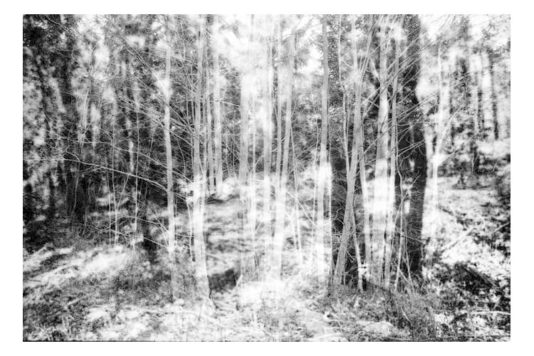 En lys og tåkete skog med høye trær og tett vegetasjon i bakgrunnen.