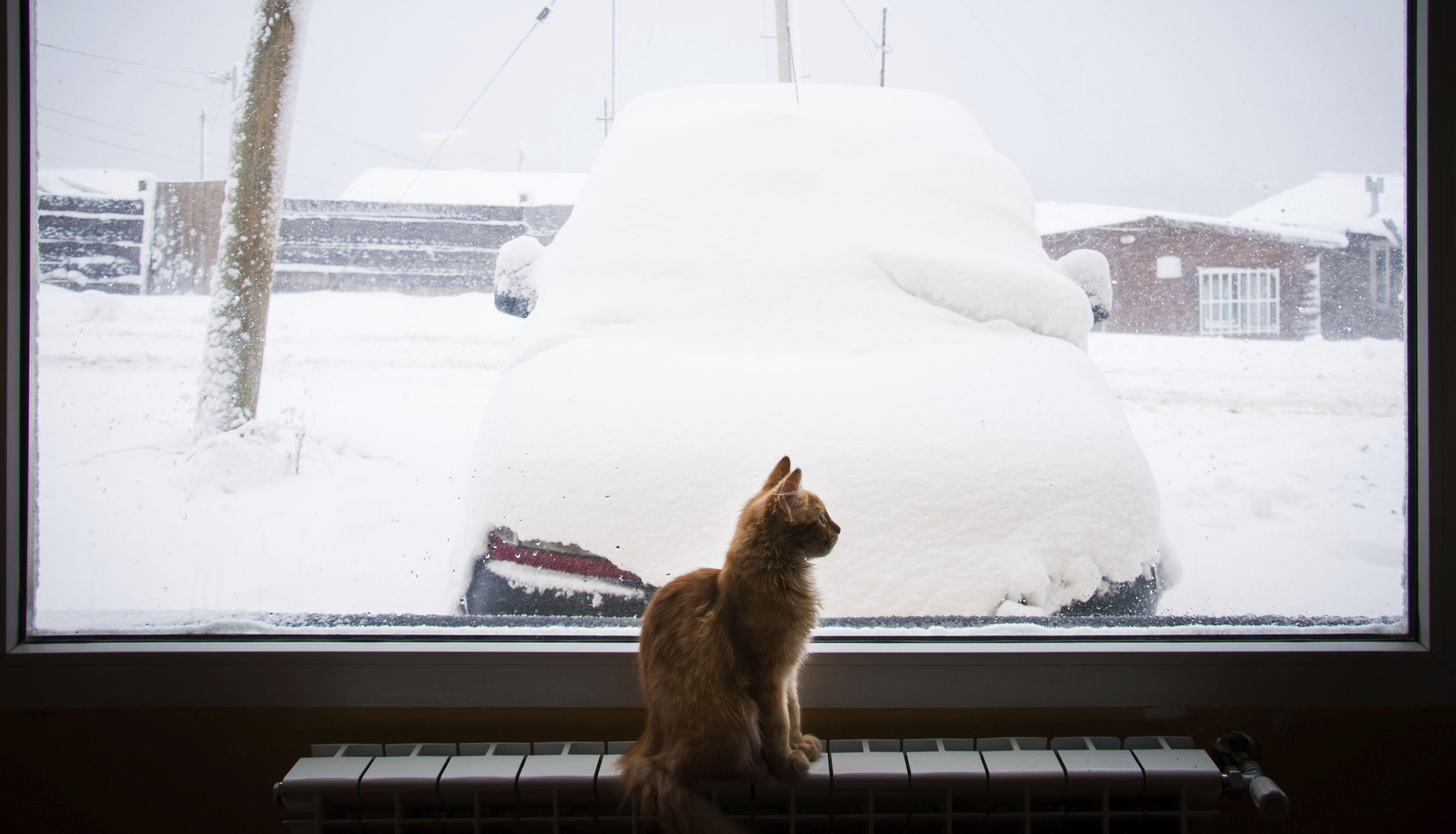 En katt sitter på vinduskarmen og ser ut på en bil dekket av snø i et vinterlandskap.
