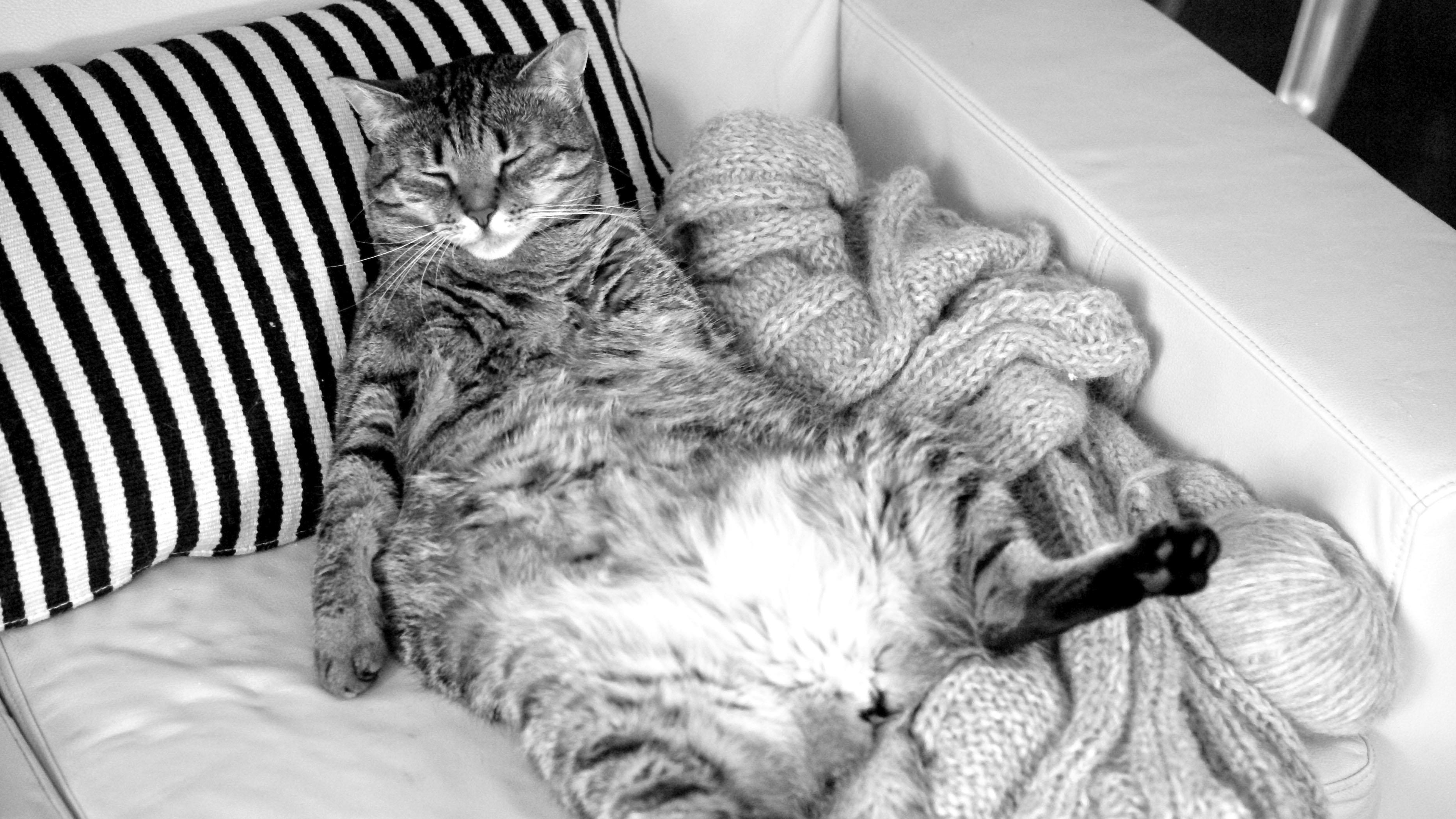 En avslappet katt ligger på en sofa med stripete puter og et mykt teppe.