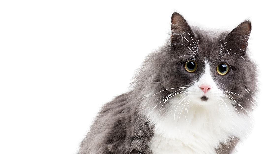 En grå og hvit katt med lang pels og store, uttrykksfulle øyne.