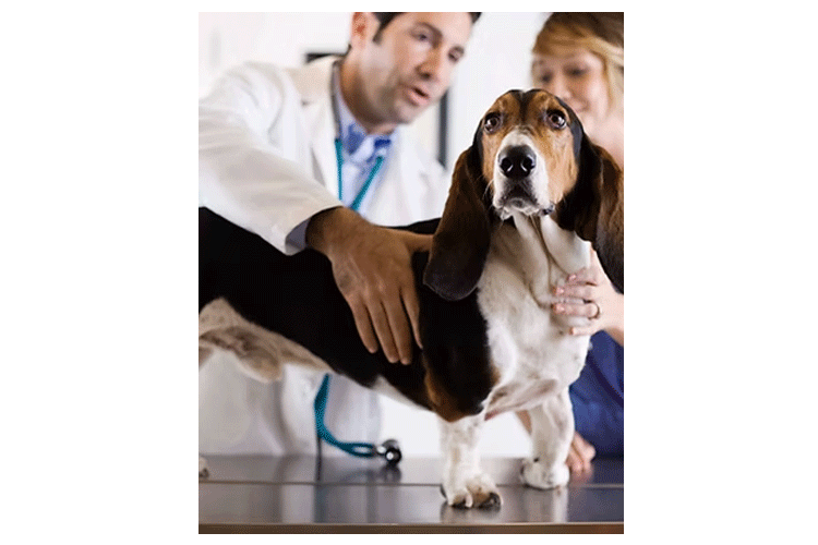 En veterinær undersøker en basset hound hund med en eier i et dyrehospital.