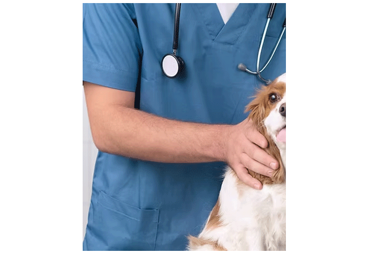 En veterinær i blå arbeidsdrakt undersøker en hund med stethoskop.