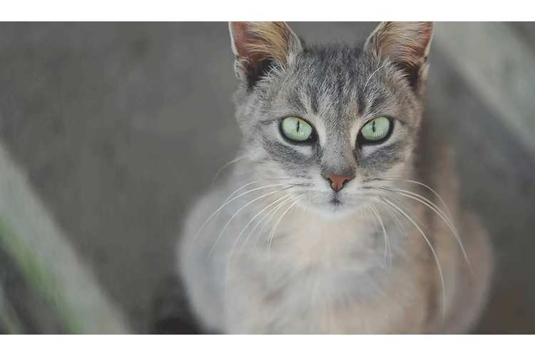 En grå katt med grønne øyne sitter stille og ser mot kameraet.