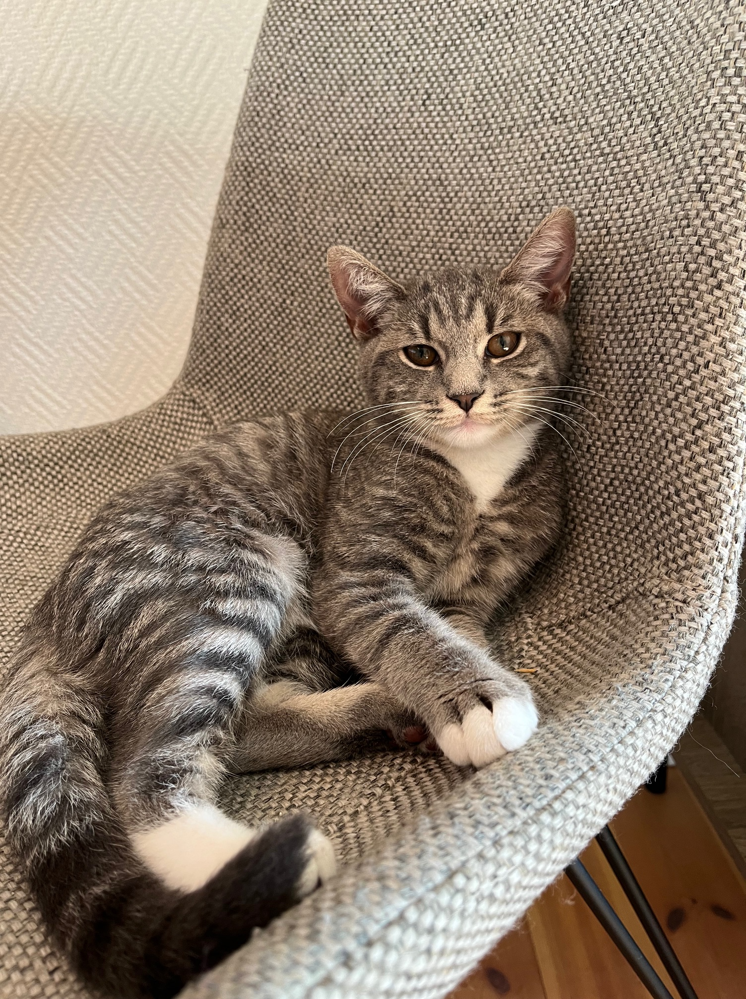 En gråstripet katt ligger avslappet på en stol med en myk tekstur.