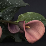 Kontakt image