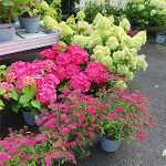 Blomster image