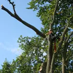 Trefelling image