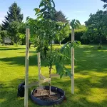 Planting image