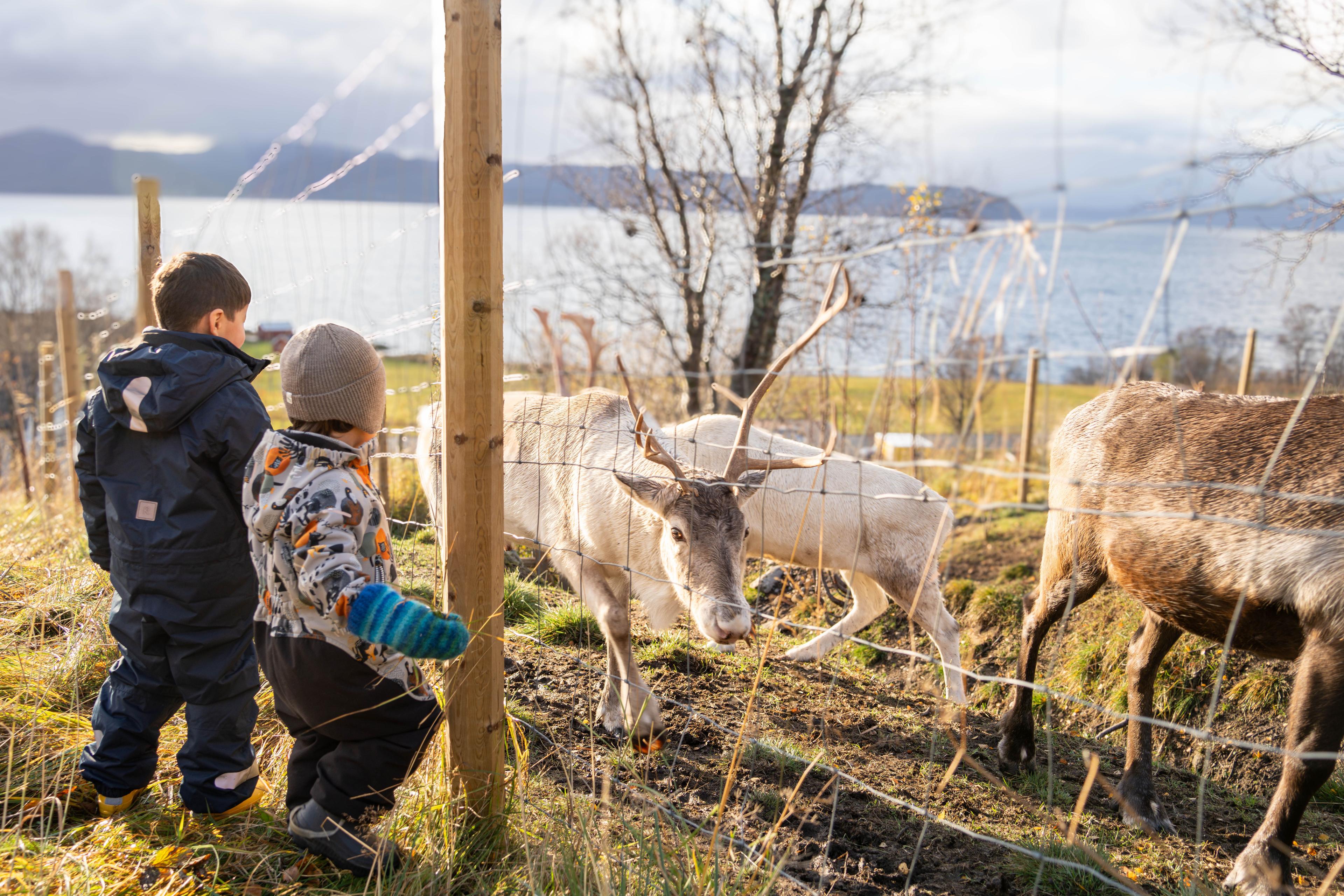 To barn ser på reinsdyr i et gjerde med en vakker utsikt over vannet.