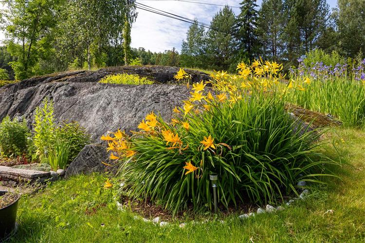 En hage med gule liljer som blomstrer foran en steinete bakgrunn og grønne trær i bakgrunnen.