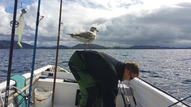 En fisker i båt med en måke som sitter på ryggen, omgitt av fiskeutstyr og havutsikt.