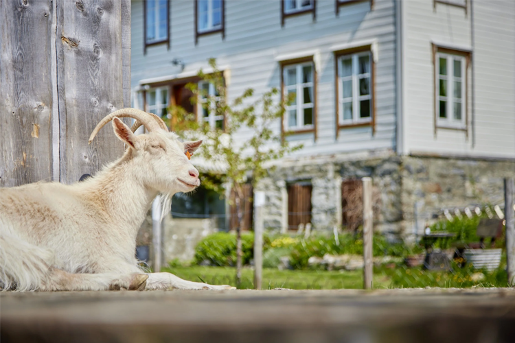 En geit som ligger på en plattform foran et hus med vinduer og hage i bakgrunnen.