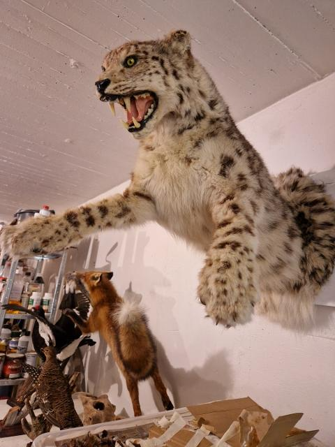 En utstoppet snøleopard som henger på veggen, med utstrakte poter og synlige tenner, i et rom med flere dyreutstoppede figurer.