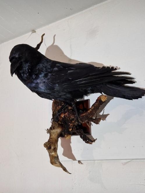 En svart ravn montert på en gren, med detaljerte fjær og en naturlig posisjon.