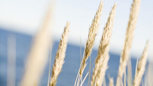Nærbilde av gyllen kornaks som svaiar i vinden med en blå bakgrunn av havet.