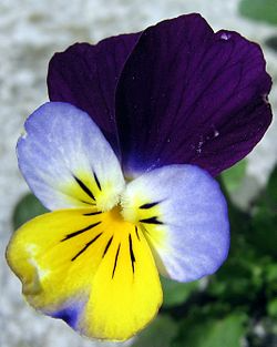 En nærbilde av en fiolett og gul stemorsblomst med detaljerte kronblader.