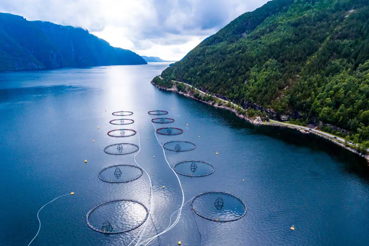 Fjordsyn med fiskeoppdrettsanlegg i vannet, omringet av grønne fjell og en dramatisk himmel.