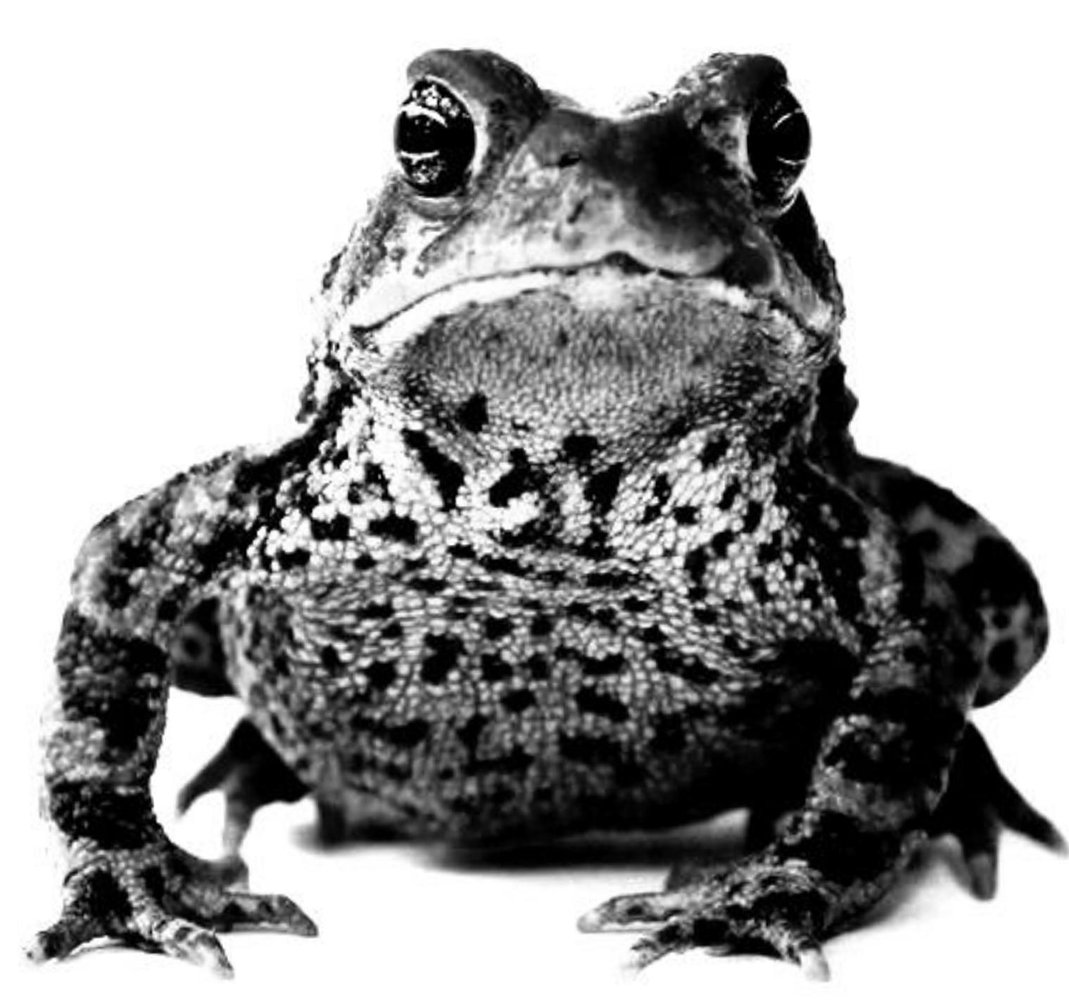 Kiss The Frog Joanna John