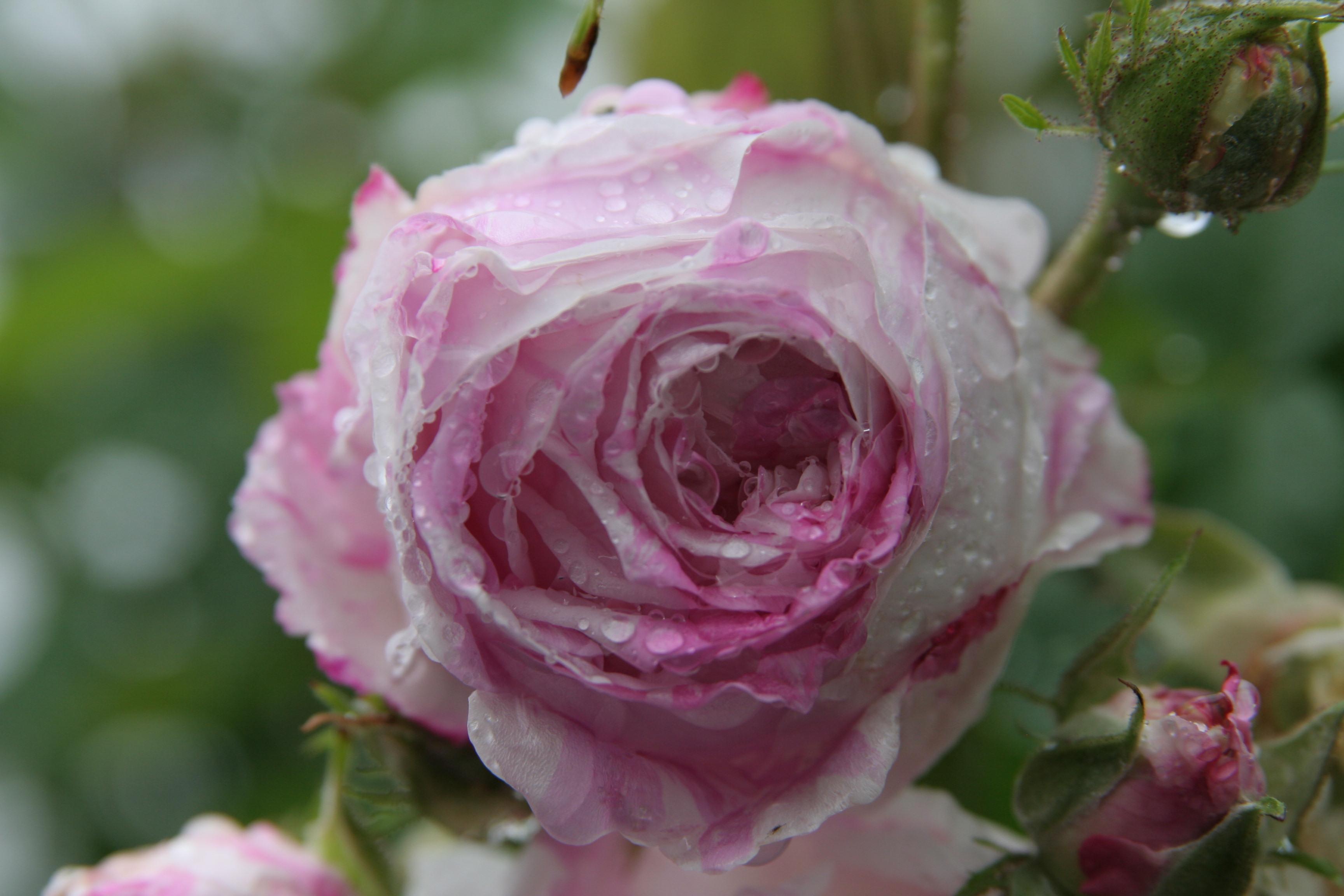 En rosa rose med dråper av vann på kronbladene, omgitt av grønne blader.