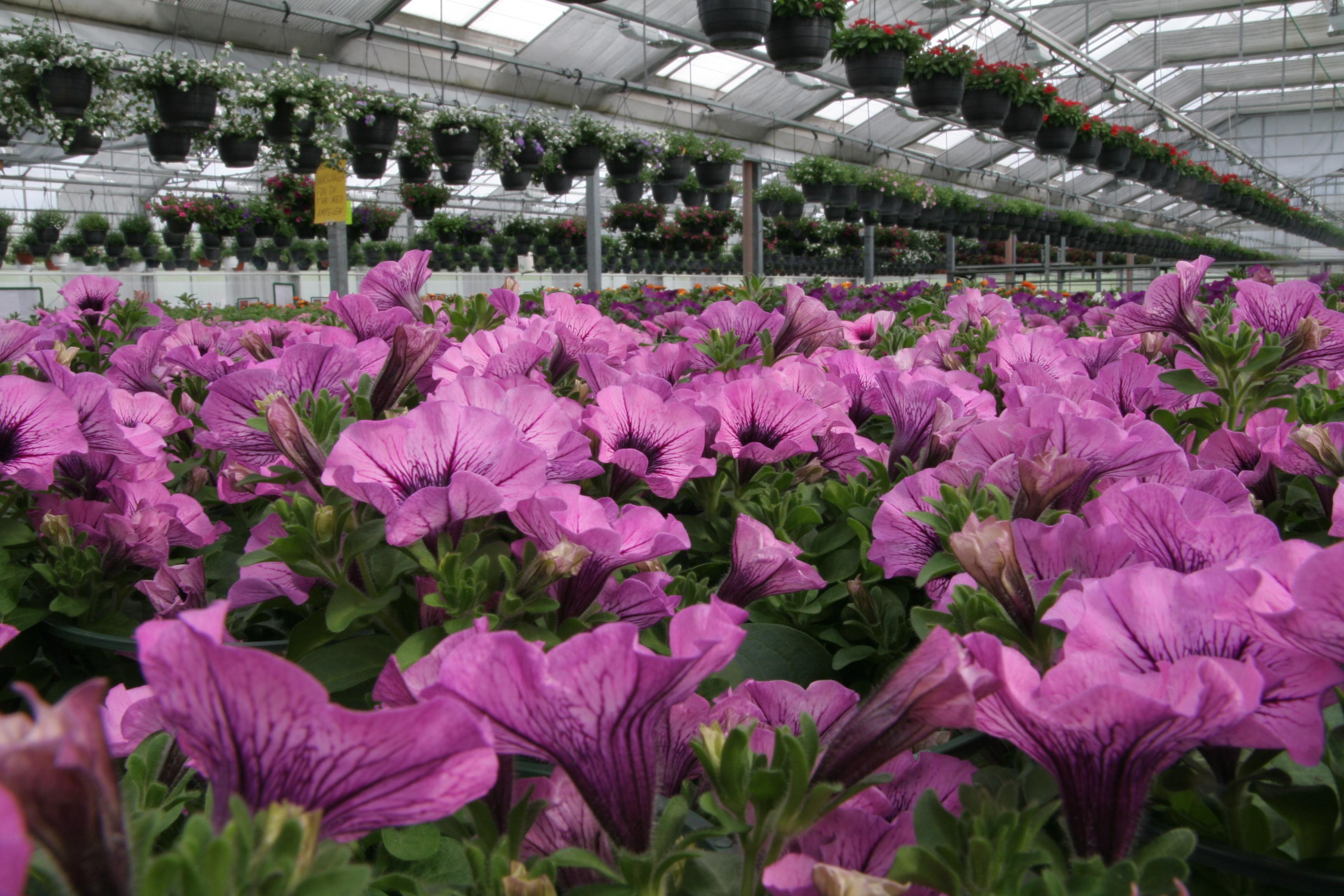 Lilla petuniaer blomstrer i et drivhus med hengende potteplanter i bakgrunnen.