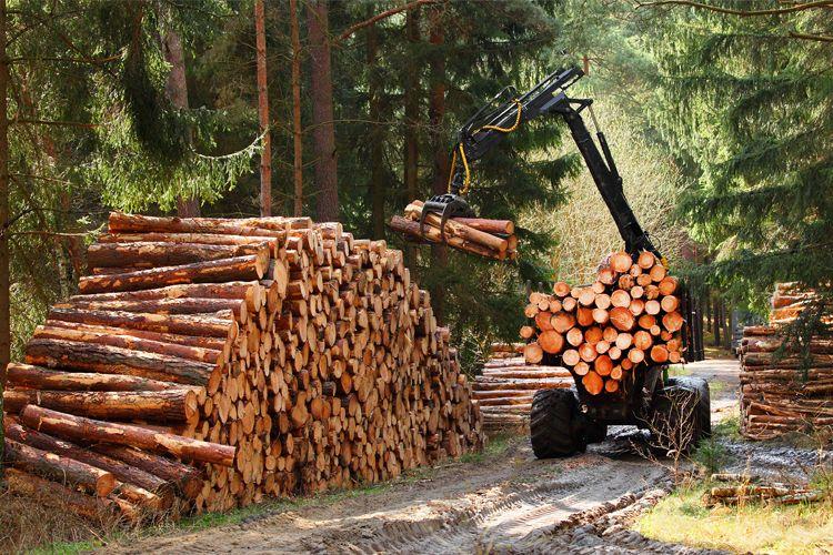 En skogsmaskin løfter tømmerstokker fra bakken til en haug med ved i en skog.
