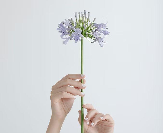 En person holder en lang stilk med lilla blomster mot en lys bakgrunn.
