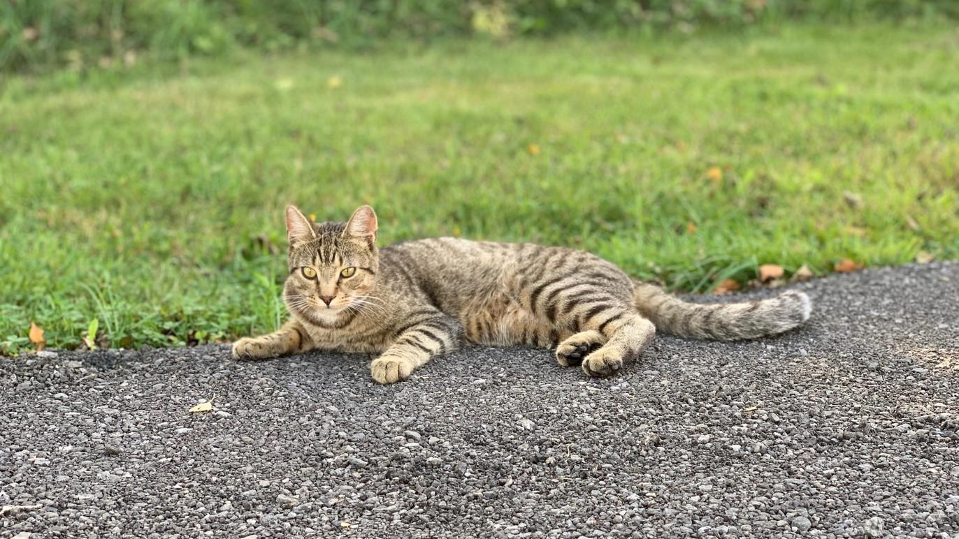En gråstripet katt ligger avslappet på en grusvei med grønt gress i bakgrunnen.