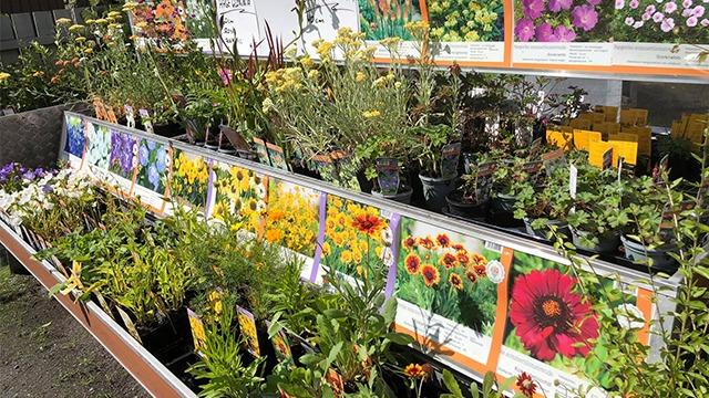 Blomsterbutikk med ulike blomsterpotter og frøpakker på hyller, fylt med fargerike blomster.