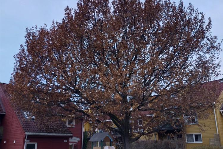 Et stort, løvfellende tre med brune blader foran fargerike hus i en boligområde.