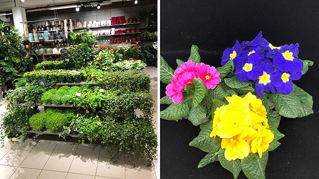 En hylle med grønne planter og blomster i en butikk, inkludert prydplanter i rosa, lilla og gule farger.
