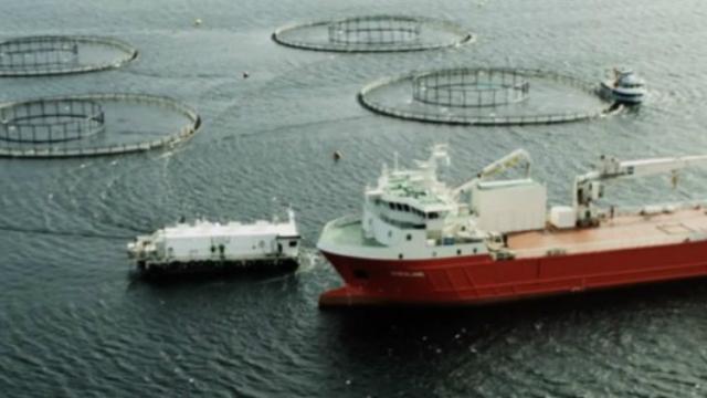 Fiskebåt og stort fraktskip nær fiskeoppdrettsanlegg i havet.