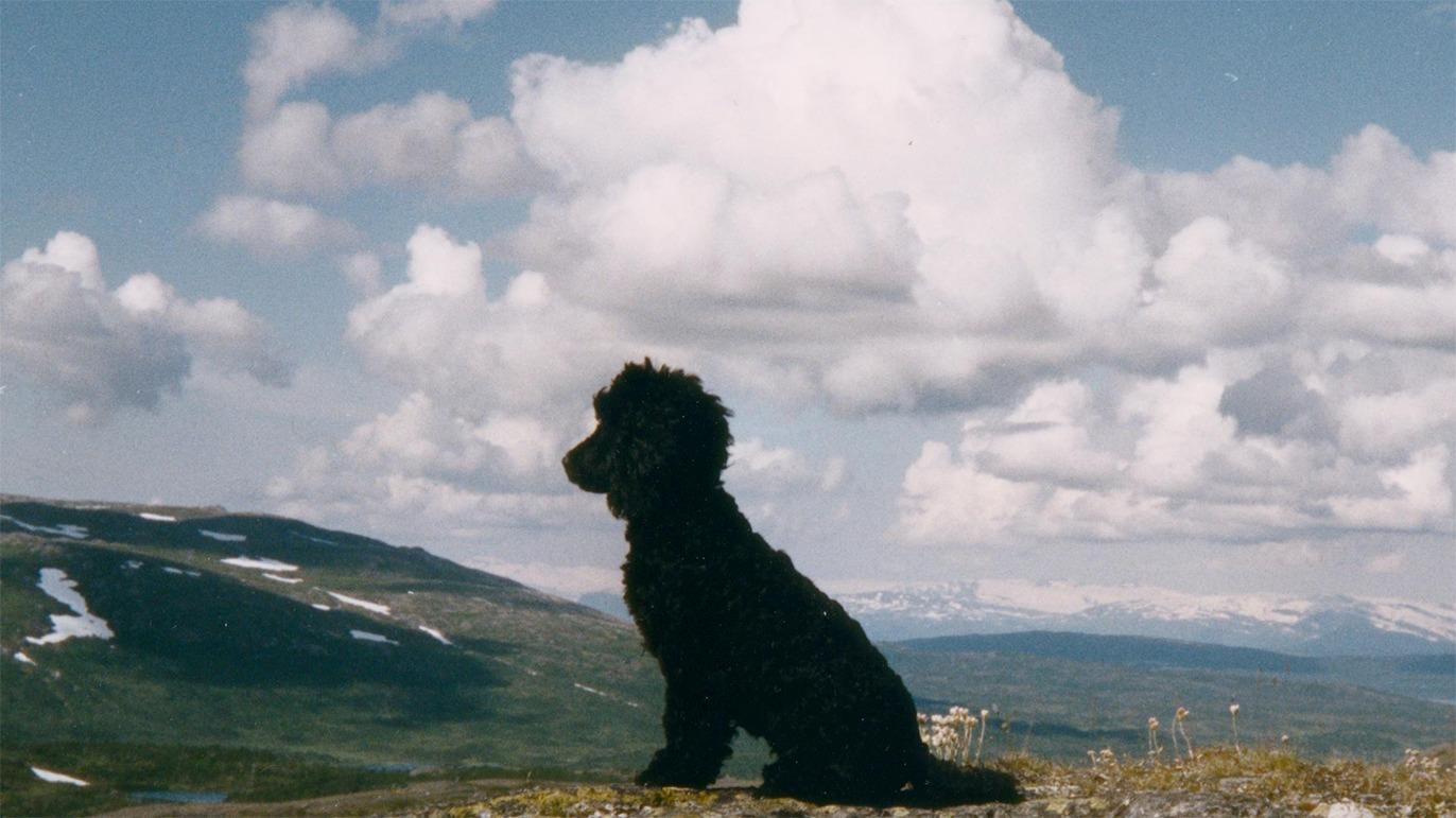 En svart hund sitter på en fjelltopp med skyer og fjell i bakgrunnen.