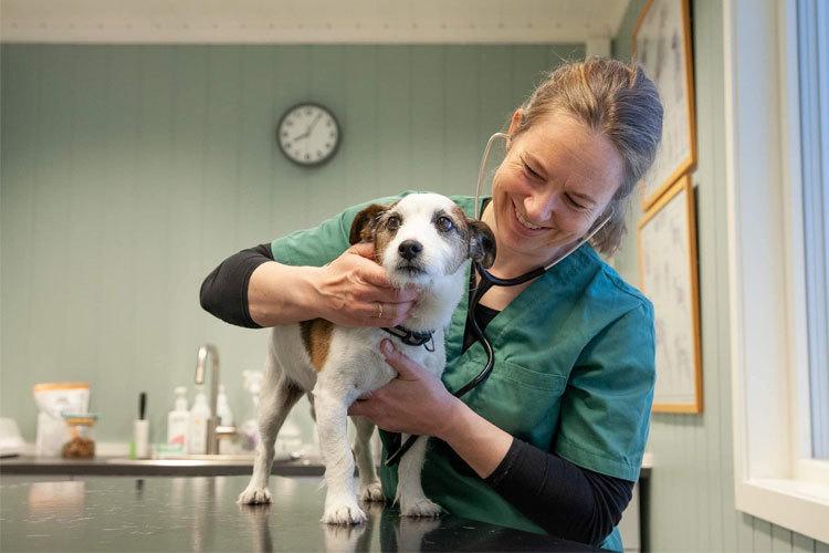 Veterinær som smiler mens hun undersøker en liten hund på et dyrehospital.