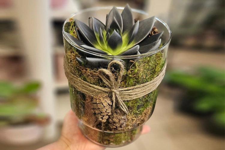 En dekorativ plante i en glasskrukke, med mose og kongler, bundet med tau.