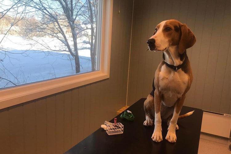 En beagle sitter på et bord og ser ut av vinduet mot snødekte trær.