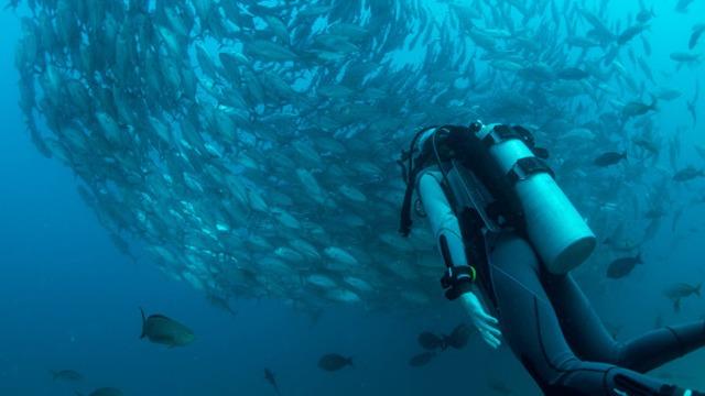 Dykker svømmer under vann blant en stor sverm av fisk i klart blått hav.
