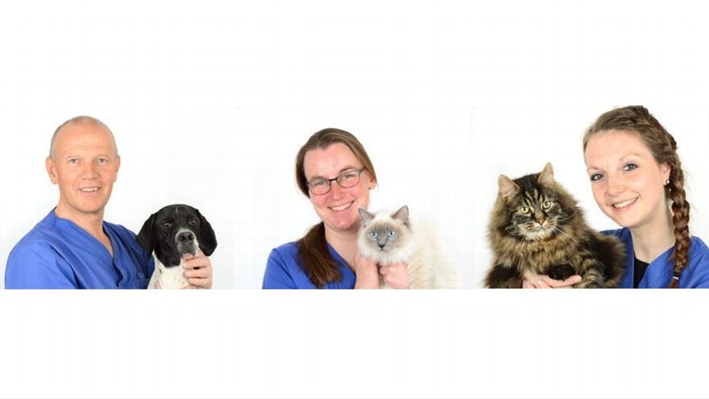 Tre veterinærer holder forskjellige kjæledyr, inkludert en hund, en katt og en kattunge, i et lyst rom.
