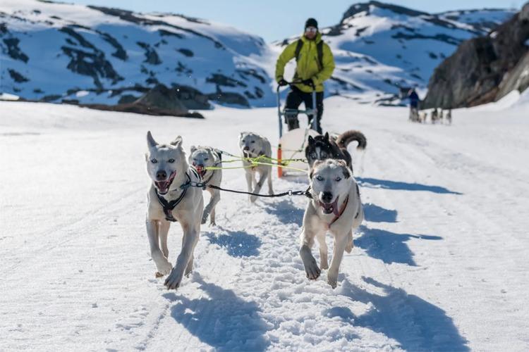 En hundespann med glade hunder trekker en slede over snødekt fjellterreng.
