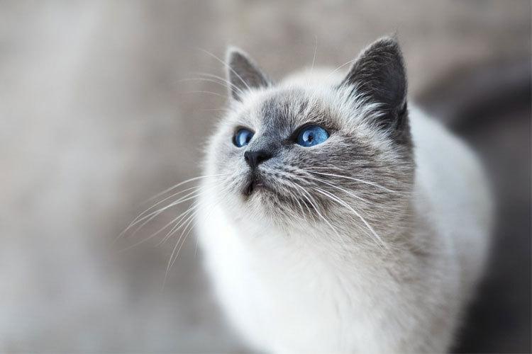 En siamesisk katt med blå øyne ser opp mot kameraet, med en myk og fluffy pels.
