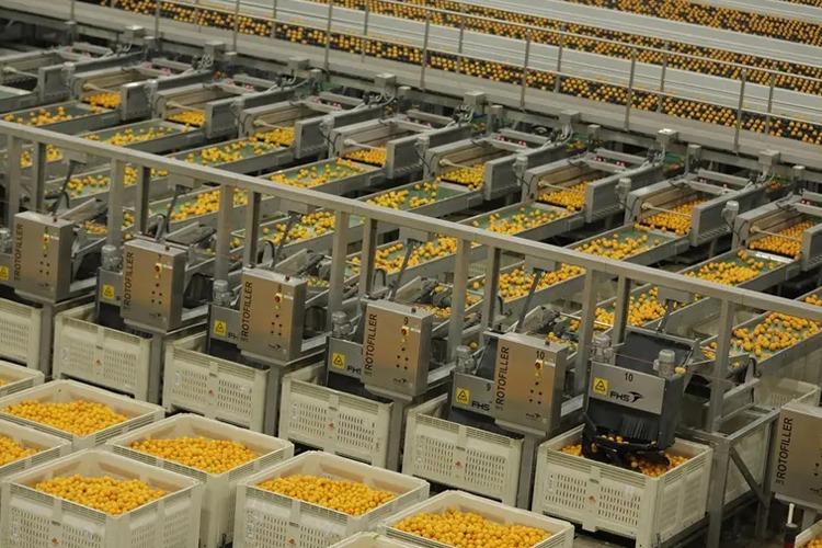 Moderne produksjonslinje med kasser av gule frukter i en fabrikk.
