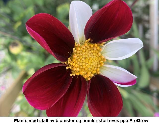 En blomst med røde og hvite kronblader, med gule støvdragere i midten, som tiltrekker humler.