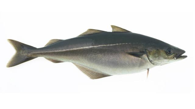 En gråfisk med en lang kropp og en lys stripe langs siden, svømmer mot venstre.