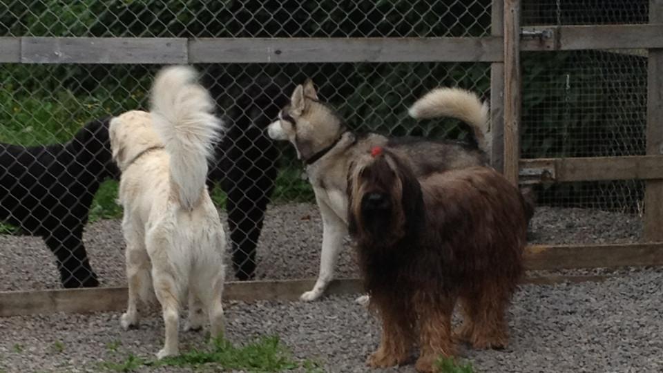 Flere hunder leker sammen i en innhegning, inkludert en hvit hund, en svart hund og en brun hund.